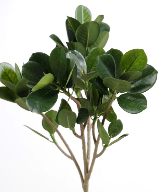 Kunstfikus PANDA (MICROCARPA) dekoratiivoks UUS