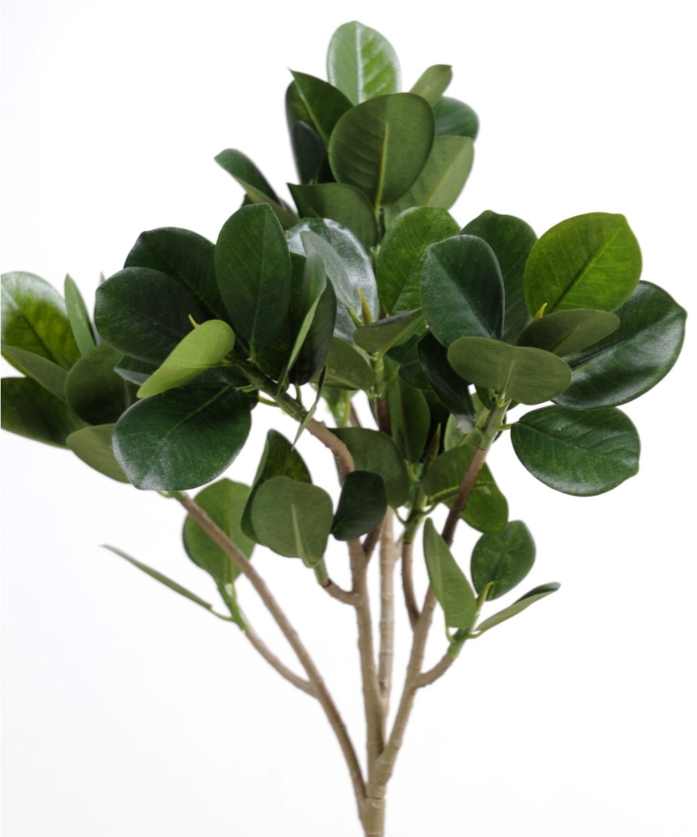 Kunstfikus PANDA (MICROCARPA) dekoratiivoks UUS