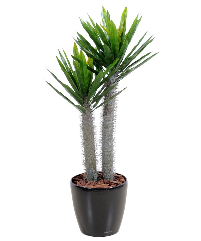 Kunstlik Pachypodium plast