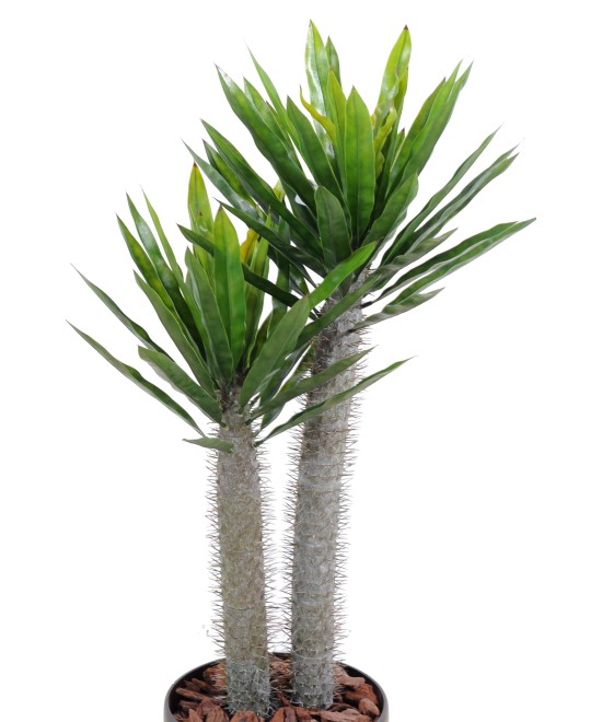Kunstlik Pachypodium plast