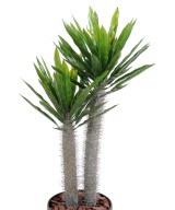Kunstlik Pachypodium plast