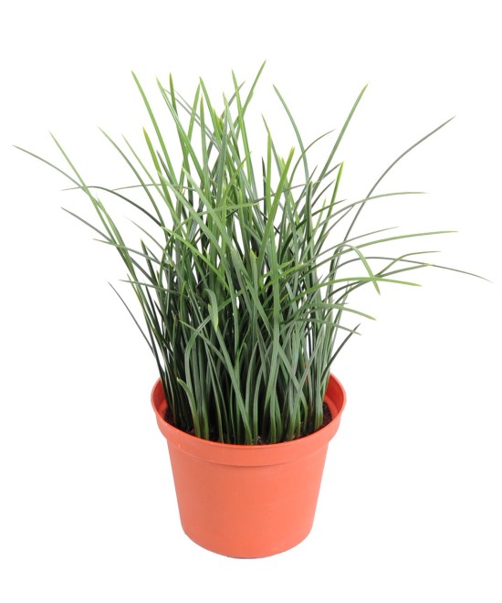 Artificial grass FINE POT