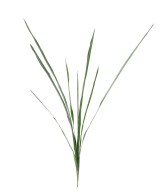 Artificial cymbidium leaf