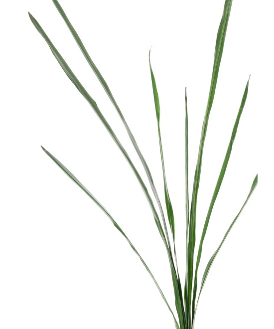 Artificial cymbidium leaf