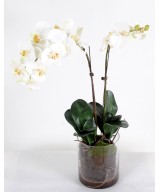 Artificial PHALAENOPSIS ORCHID ROUND VASE