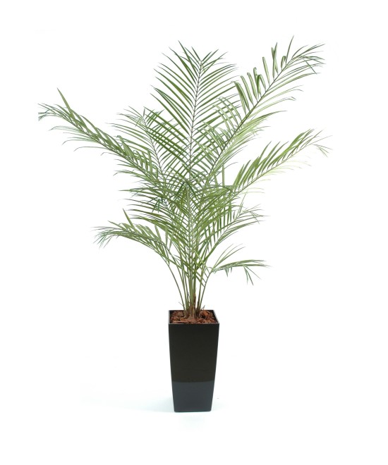 Kunstkentia uus palm IN KUBIS