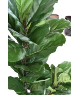 Artificial LYRATA STEM