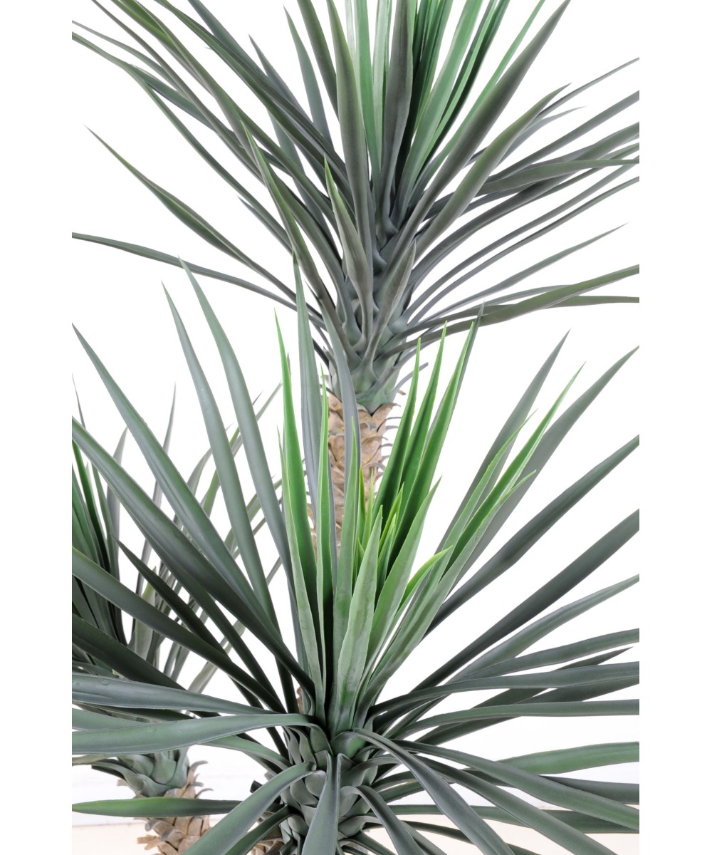 Kunstjuuka ROSTRATA