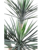 Kunstjuuka ROSTRATA
