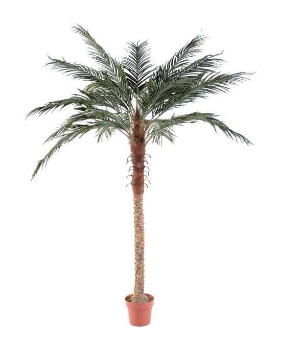 Kunstlik Phoenixi palm