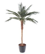Artificial Phoenix PALM
