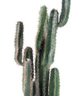 Kunstlik kaktus FINGER