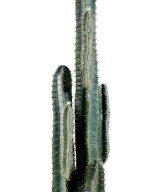Kunstlik kaktus FINGER