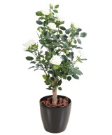 Artificial ROSE
