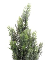 Artificial cypress (juniperus vj) MINI NEW