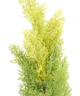 Kunstküpress (juniperus vj) MINI UUS