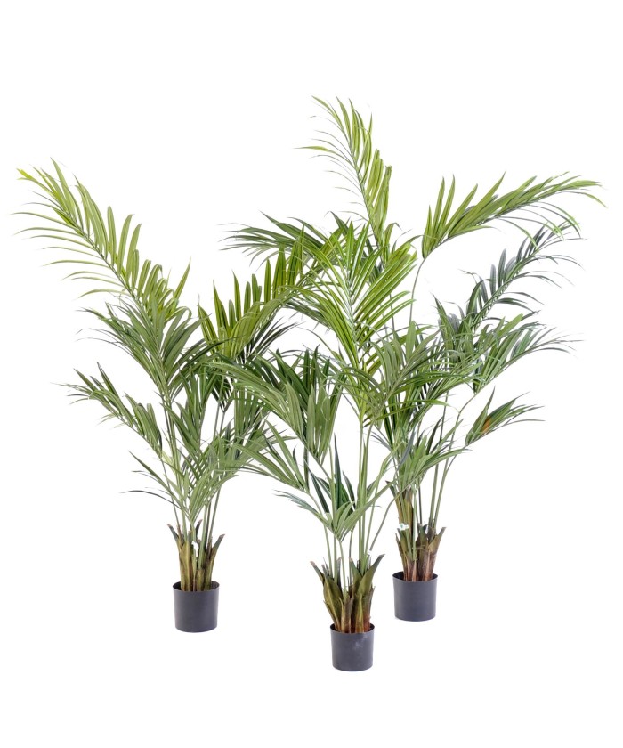 Kunstkentia palm