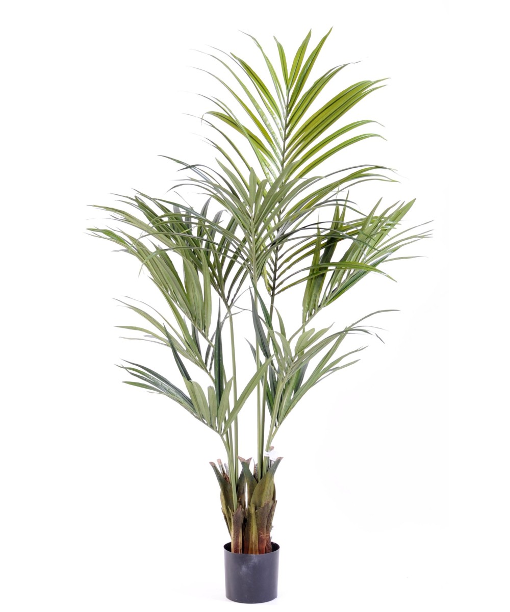 Kunstkentia palm