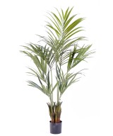 Kunstkentia palm
