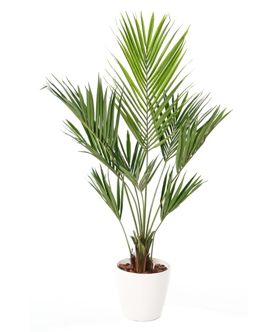Kunstkentia palm