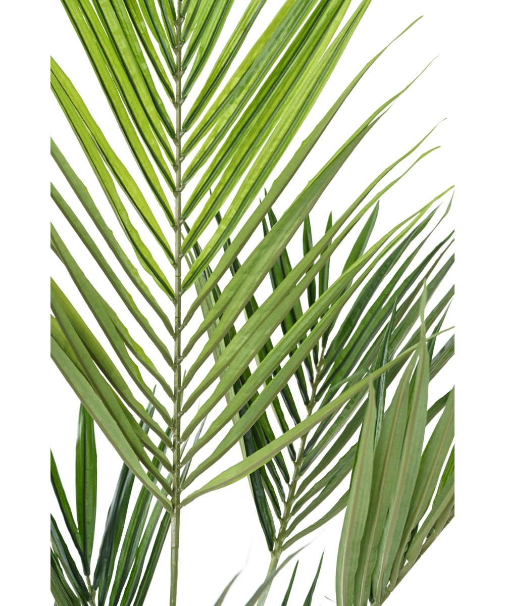 Kunstkentia palm