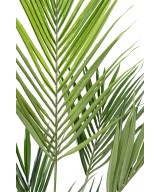 Kunstkentia palm