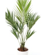 Kunstkentia palm