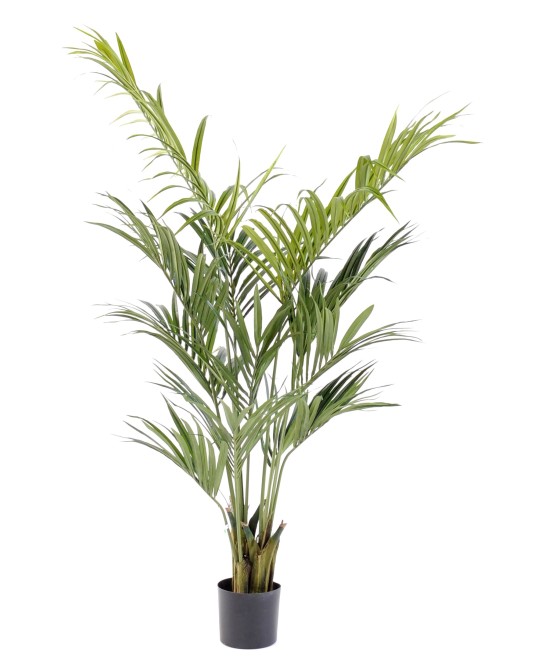 Kunstkentia palm