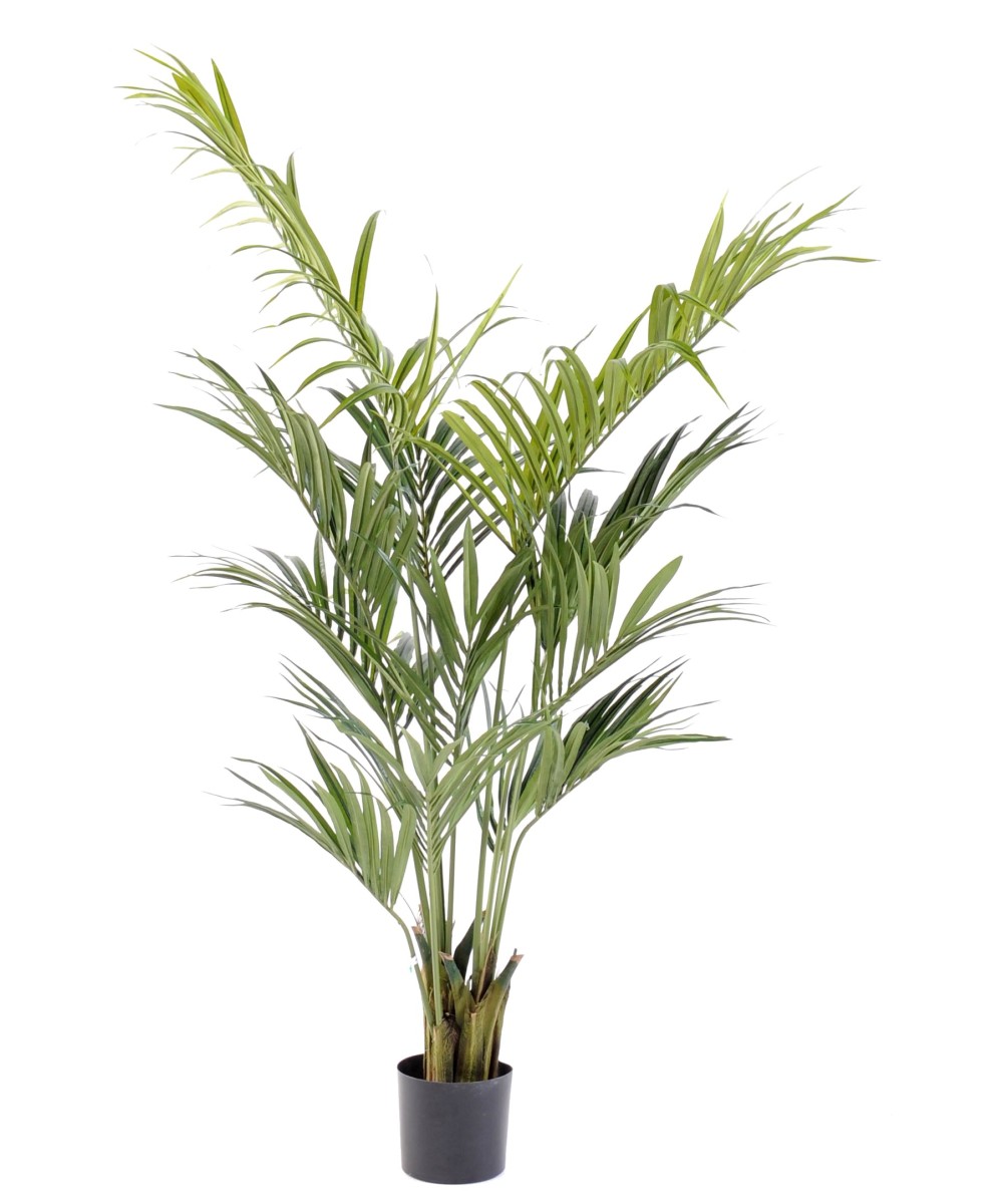 Kunstkentia palm