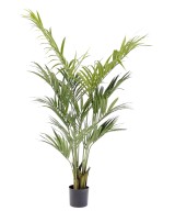 Kunstkentia palm