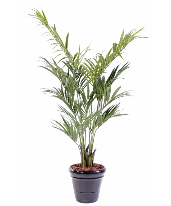 Kunstkentia palm
