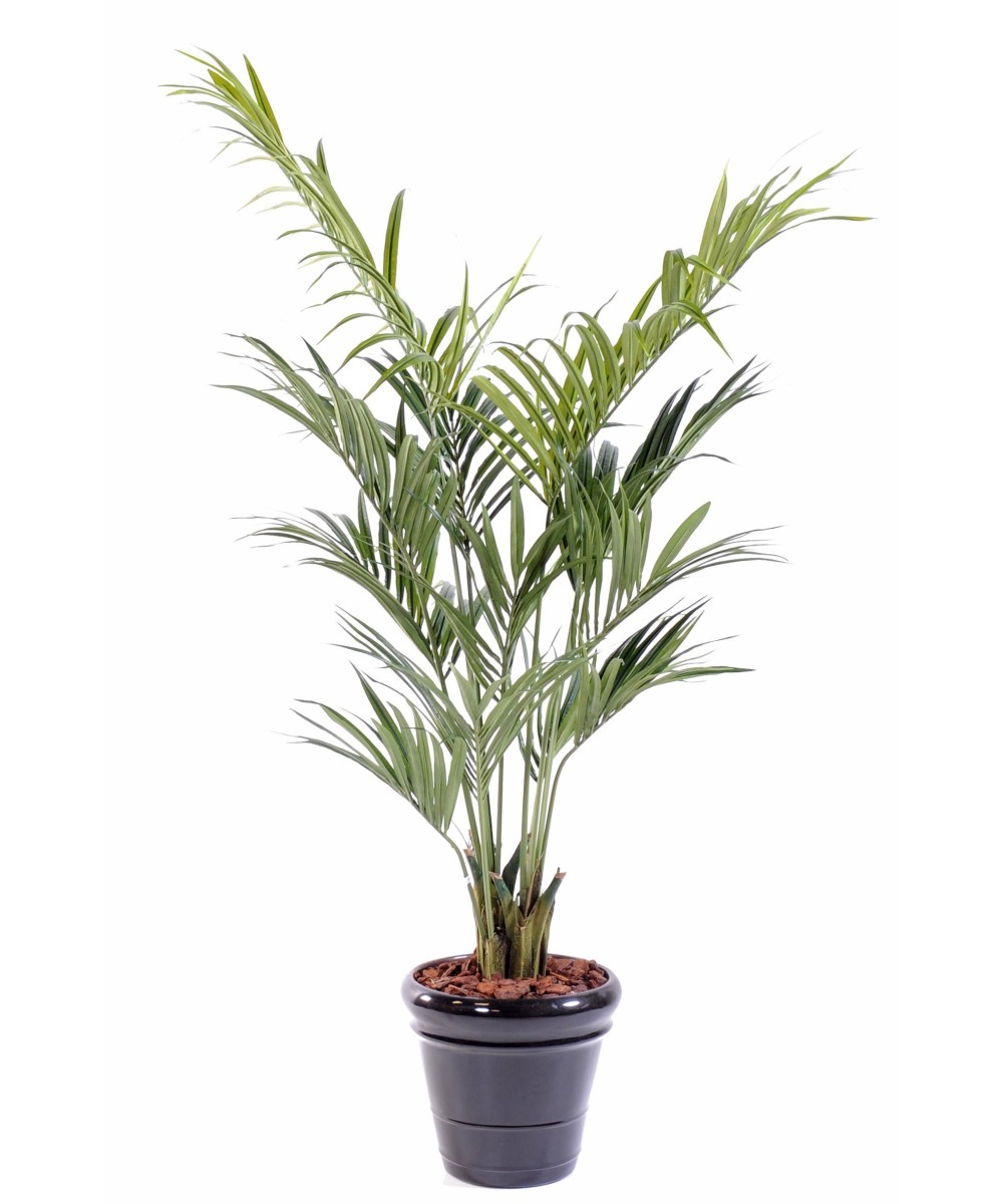 Kunstkentia palm