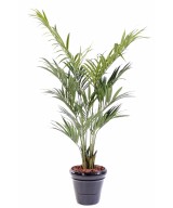 Kunstkentia palm