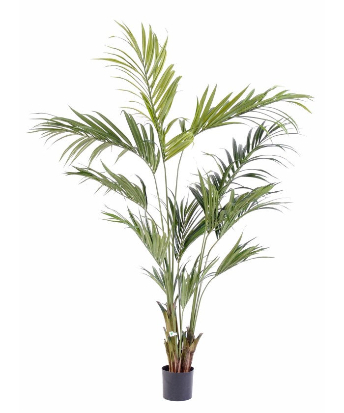 Kunstkentia palm