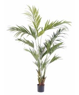 Kunstkentia palm