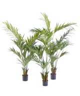 Kunstkentia palm