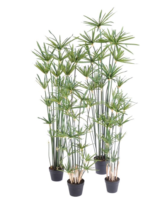 Kunstlik papüürus ALTERNIFOLIUS
