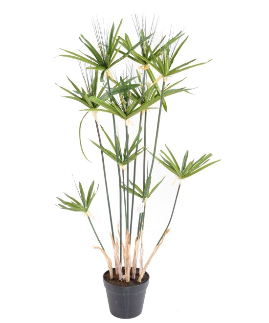 Kunstlik papüürus ALTERNIFOLIUS