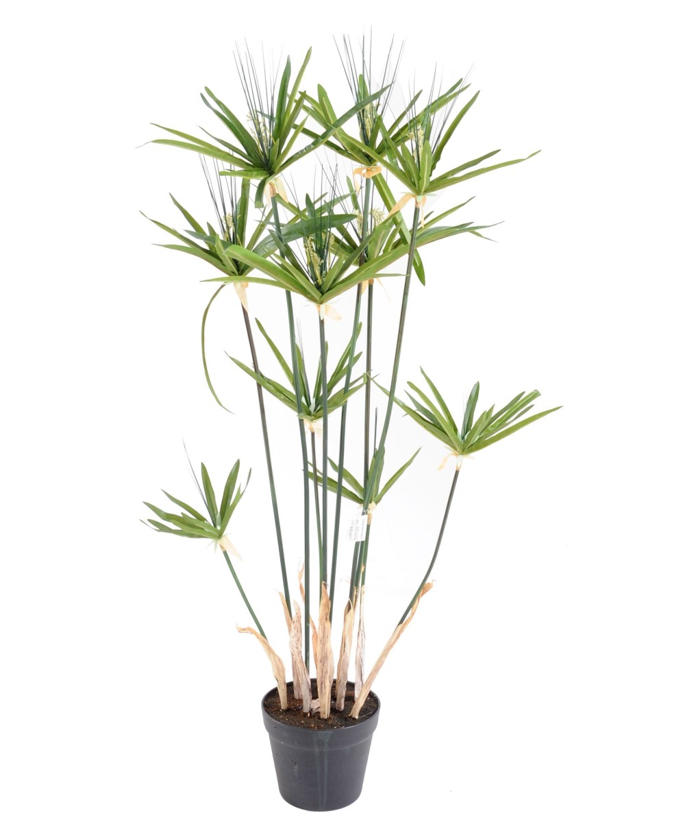 Kunstlik papüürus ALTERNIFOLIUS