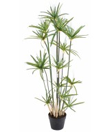 Kunstlik papüürus ALTERNIFOLIUS