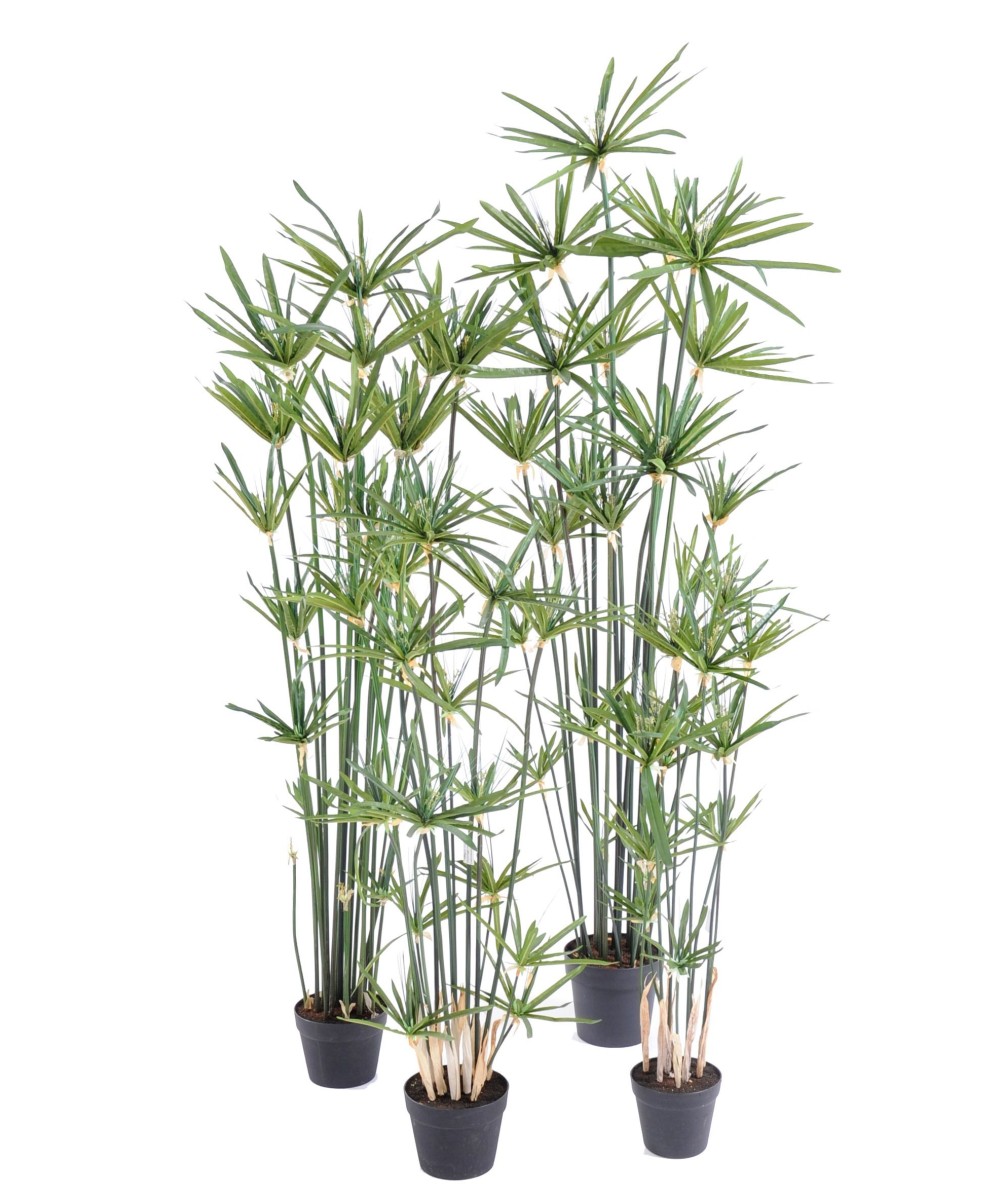 Artificial papyrus ALTERNIFOLIUS