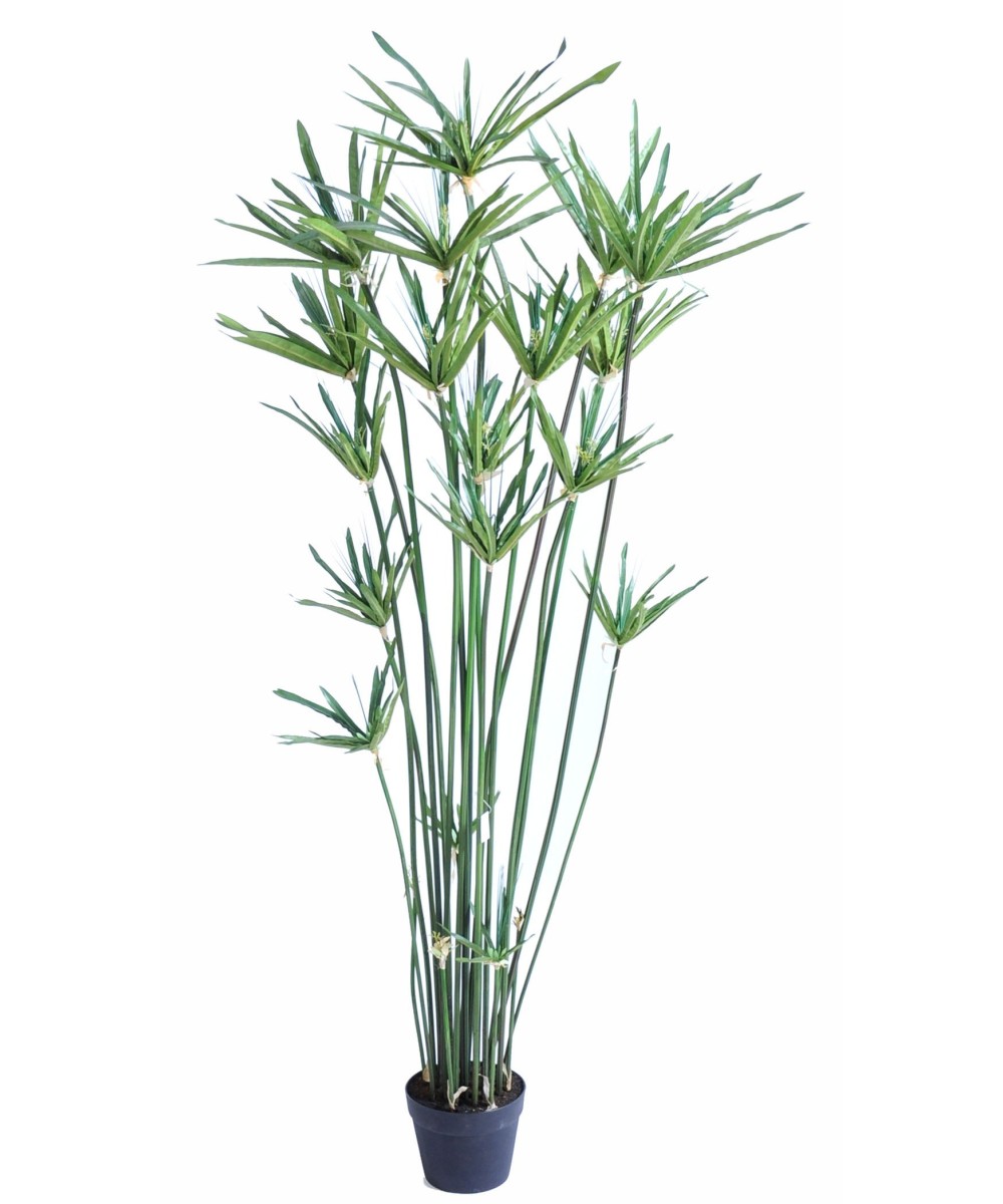Artificial papyrus ALTERNIFOLIUS