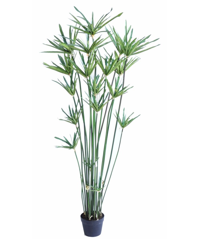 Kunstlik papüürus ALTERNIFOLIUS