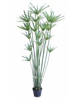 Kunstlik papüürus ALTERNIFOLIUS