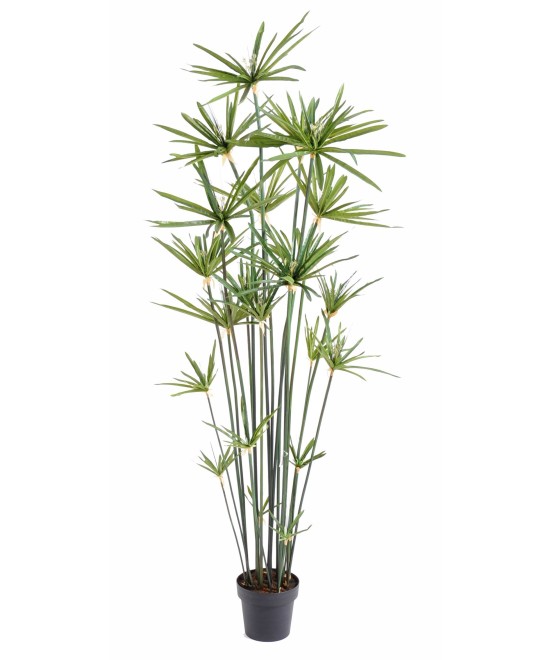 Kunstlik papüürus ALTERNIFOLIUS