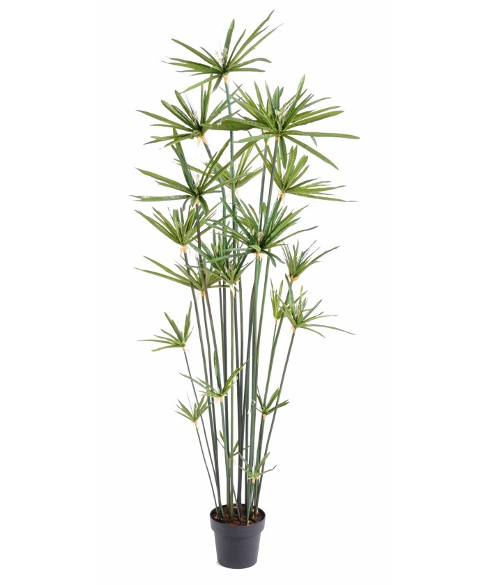 Artificial papyrus ALTERNIFOLIUS