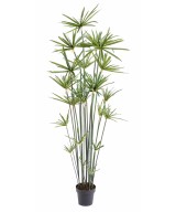 Kunstlik papüürus ALTERNIFOLIUS