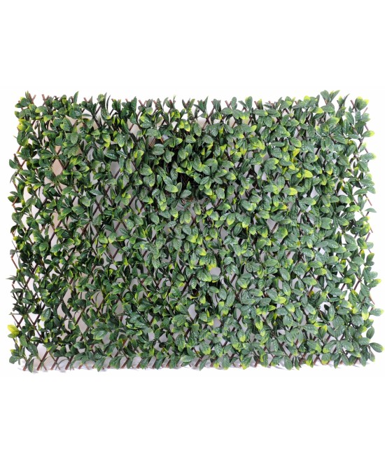 HORNBEAM puu LL AED