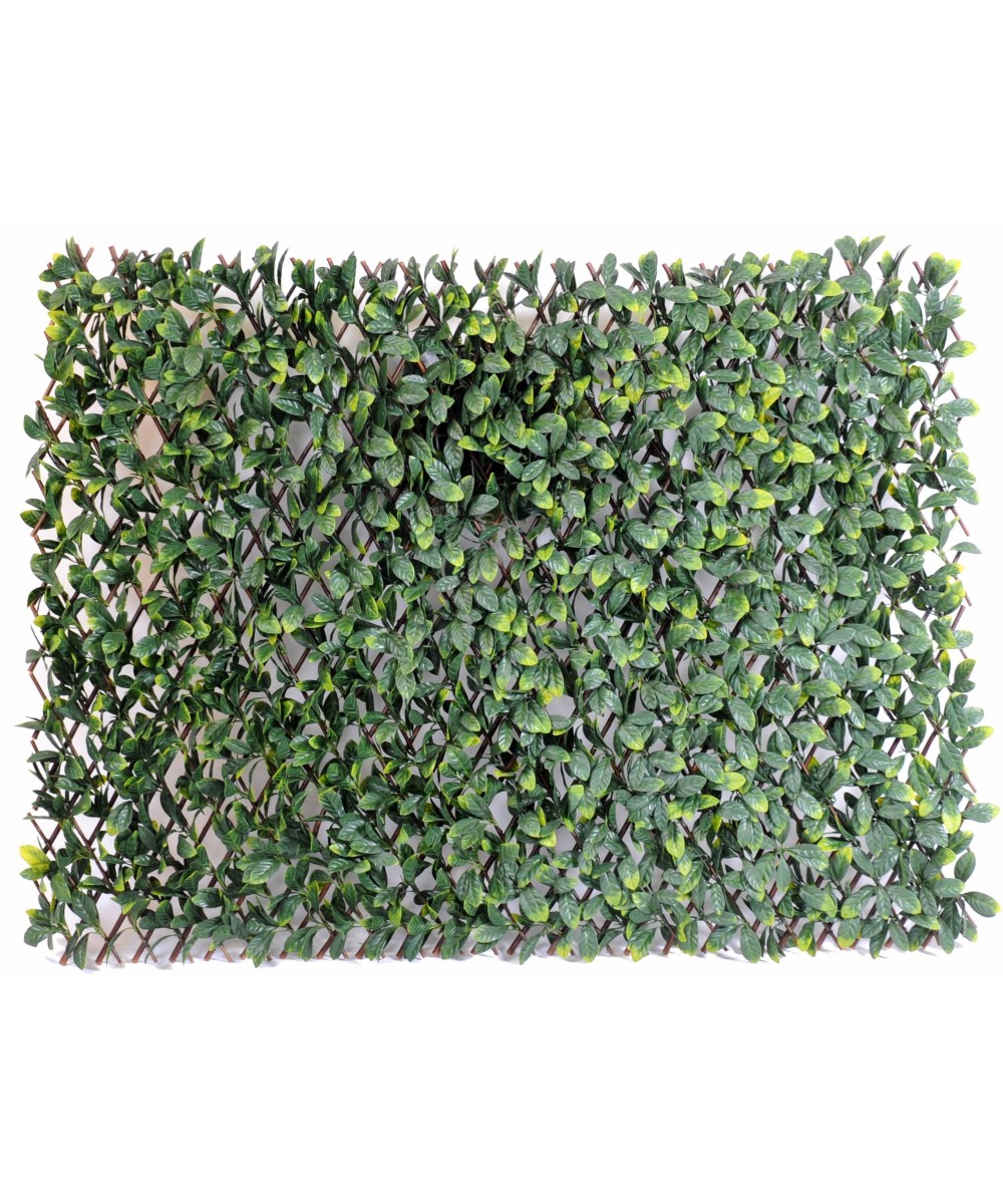 HORNBEAM puu LL AED