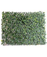HORNBEAM puu LL AED